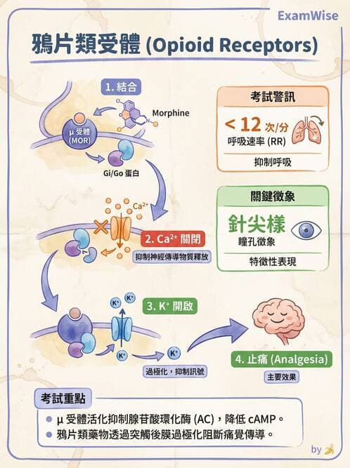 護理師 - 鎮痛、麻醉與神經科藥物 - AI 圖文解析預覽