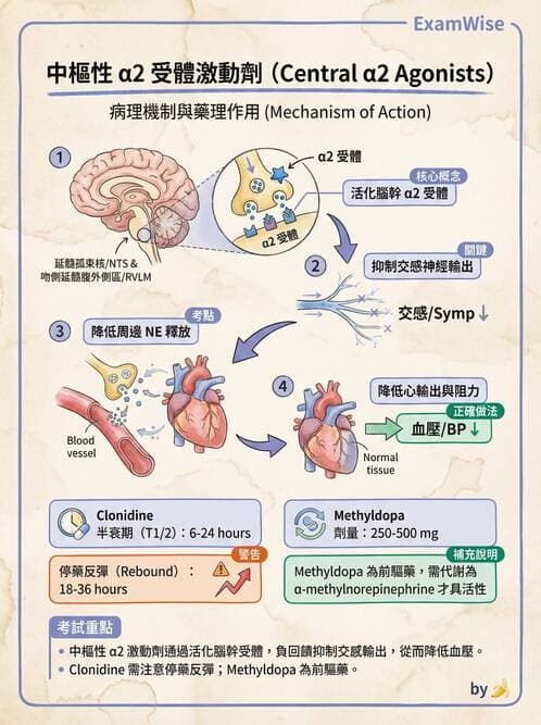 護理師 - 自主神經系統作用藥物 - AI 圖文解析預覽