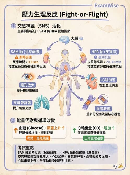 護理師 - 護理理論與專業倫理 - AI 圖文解析預覽