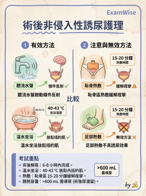 護理師 - 泌尿排泄與導尿護理 - AI 圖文解析預覽
