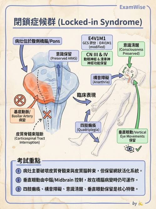 護理師 - 腦中風與腦血管疾病 - AI 圖文解析預覽