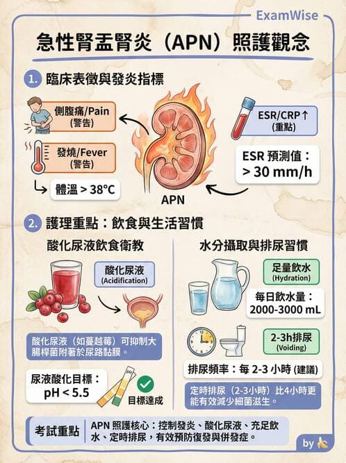 護理師 - 泌尿道疾病與排尿障礙 - AI 圖文解析預覽