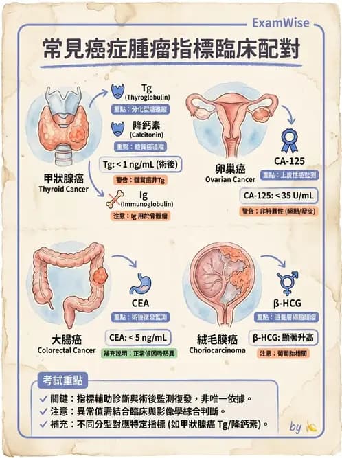 專師 - 腫瘤診斷與分期 - AI 圖文解析預覽