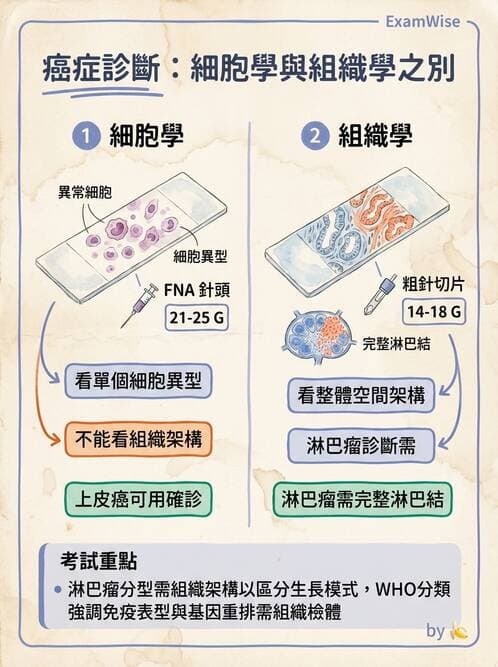 專師 - 腫瘤診斷與分期 - AI 圖文解析預覽