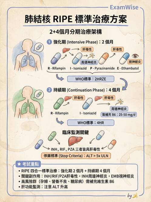 專師 - 結核病 - AI 圖文解析預覽