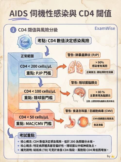 專師 - 性傳播感染 - AI 圖文解析預覽