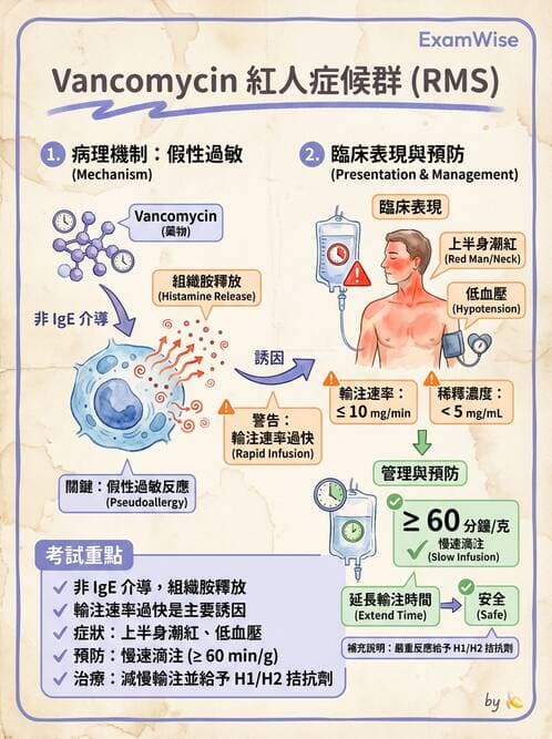 專師 - 抗生素藥理 - AI 圖文解析預覽