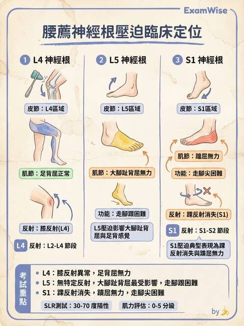 專師 - 周邊神經與脊髓病變 - AI 圖文解析預覽