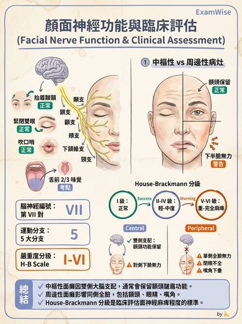 專師 - 腦神經檢查與神經學評估 - AI 圖文解析預覽