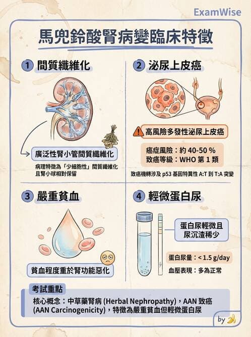 專師 - 慢性腎臟病與併發症 - AI 圖文解析預覽