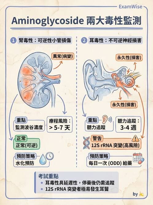 專師 - 抗生素藥理 - AI 圖文解析預覽