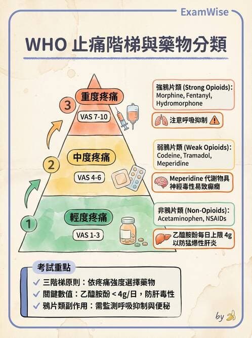 專師 - 疼痛控制與止痛藥物 - AI 圖文解析預覽