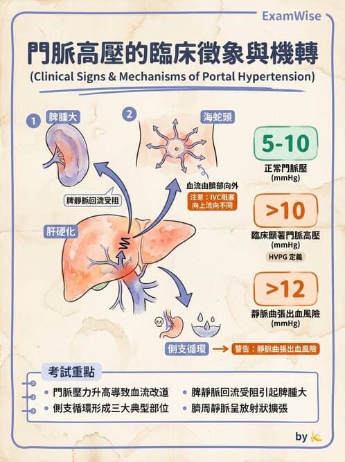 專師 - 肝硬化與併發症 - AI 圖文解析預覽