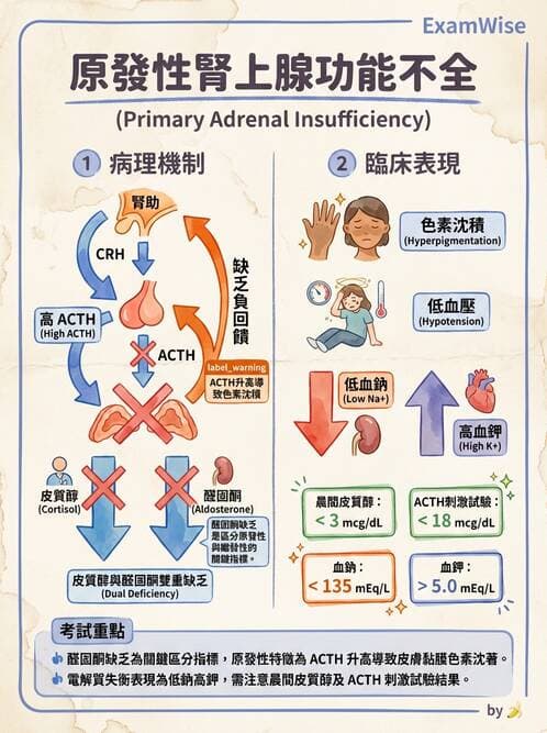 專師 - 腎上腺疾病 - AI 圖文解析預覽