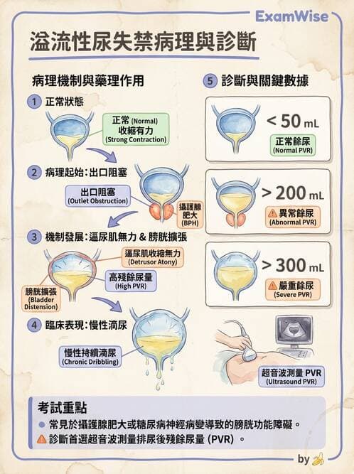 專師 - 尿失禁與排尿障礙 - AI 圖文解析預覽