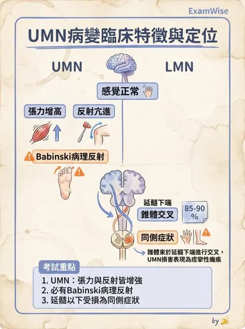 專師 - 腦神經檢查與神經學評估 - AI 圖文解析預覽