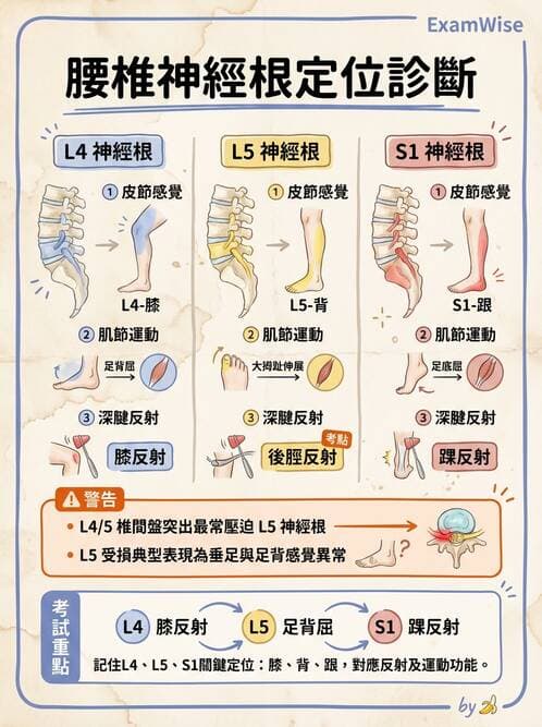 專師 - 脊椎疾病 - AI 圖文解析預覽