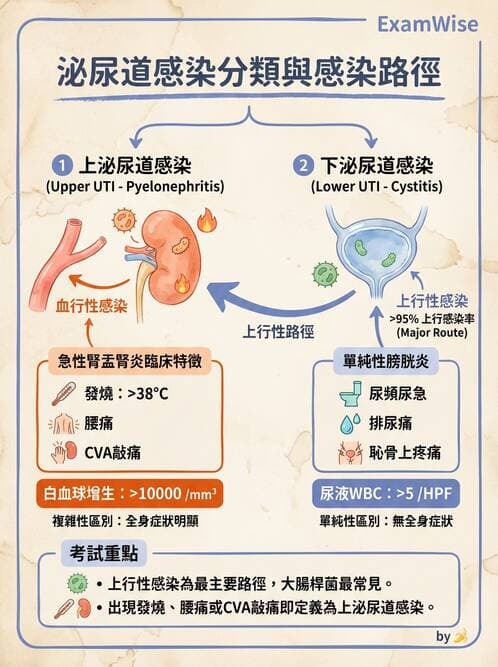 專師 - 泌尿道感染 - AI 圖文解析預覽
