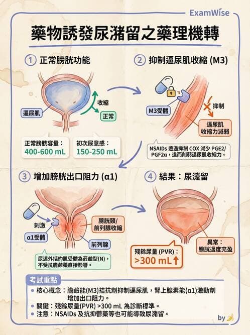 專師 - 尿失禁與排尿障礙 - AI 圖文解析預覽