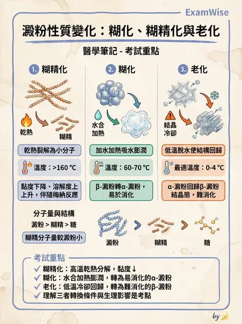 營養 - 穀類、澱粉與麵粉製備原理 - AI 圖文解析預覽