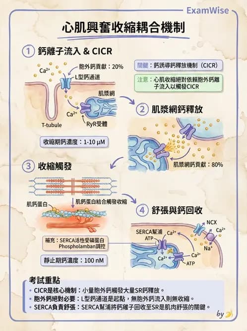 營養 - 心血管系統生理學 - AI 圖文解析預覽