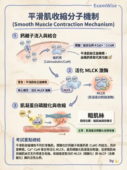 營養 - 肌肉生理學 - AI 圖文解析預覽