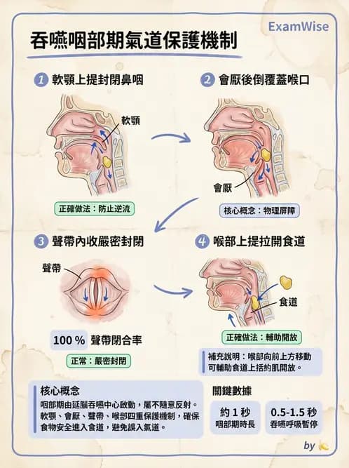 營養 - 消化系統生理學 - AI 圖文解析預覽