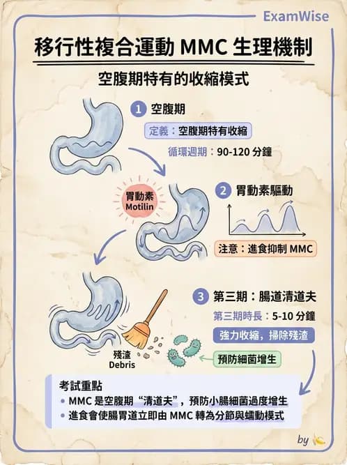 營養 - 消化系統生理學 - AI 圖文解析預覽
