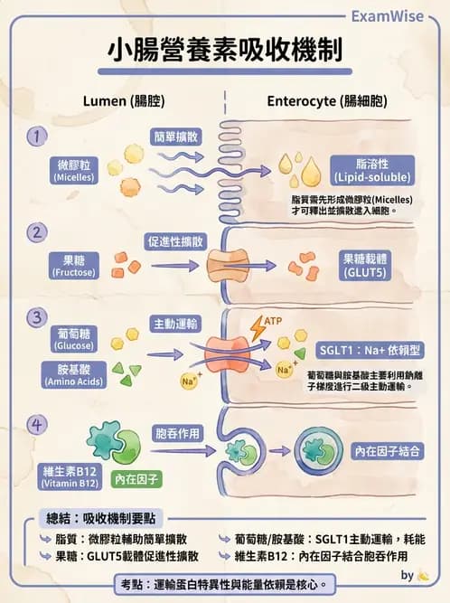 營養 - 消化系統生理學 - AI 圖文解析預覽