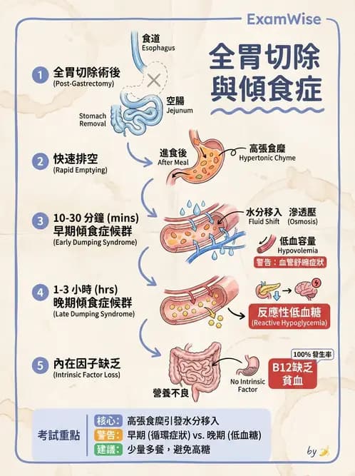 營養 - 消化系統生理學 - AI 圖文解析預覽