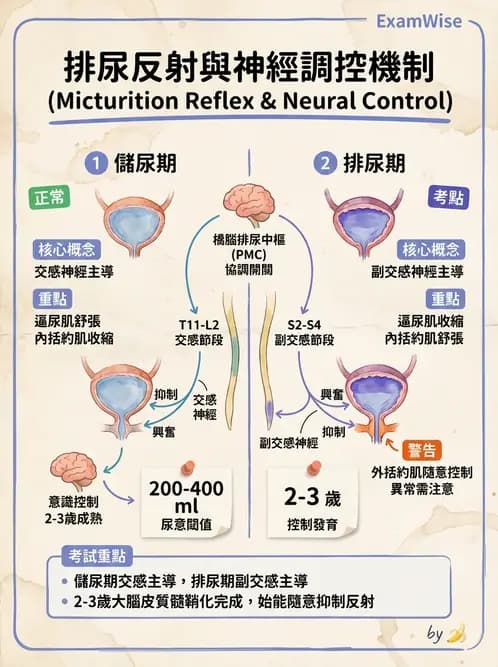 營養 - 腎臟與泌尿生理學 - AI 圖文解析預覽