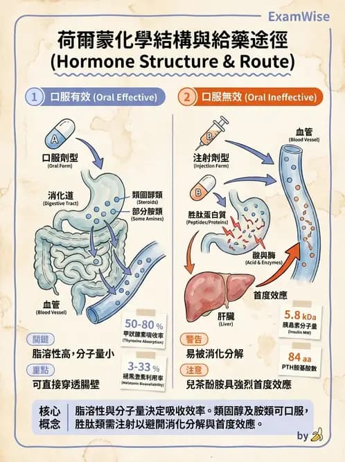 營養 - 內分泌與代謝生理學 - AI 圖文解析預覽