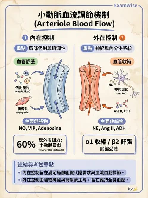 營養 - 心血管系統生理學 - AI 圖文解析預覽