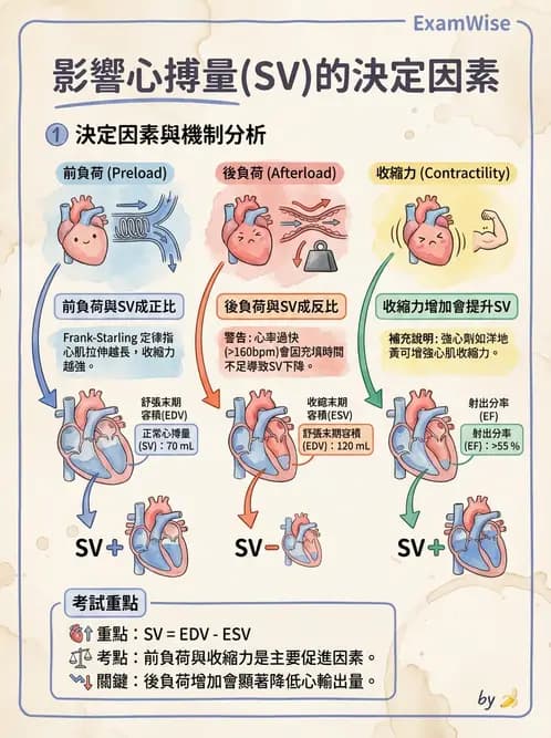 營養 - 心血管系統生理學 - AI 圖文解析預覽