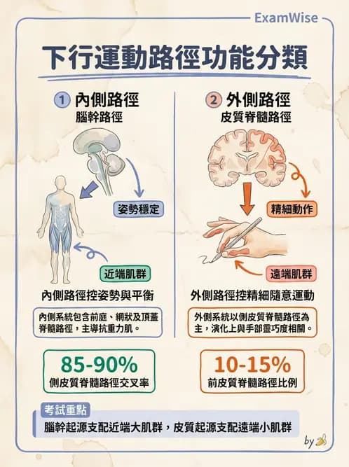 營養 - 神經系統生理學 - AI 圖文解析預覽