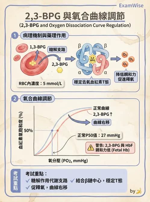 營養 - 醣類代謝 - AI 圖文解析預覽
