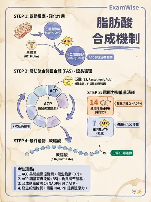 營養 - 脂質代謝 - AI 圖文解析預覽