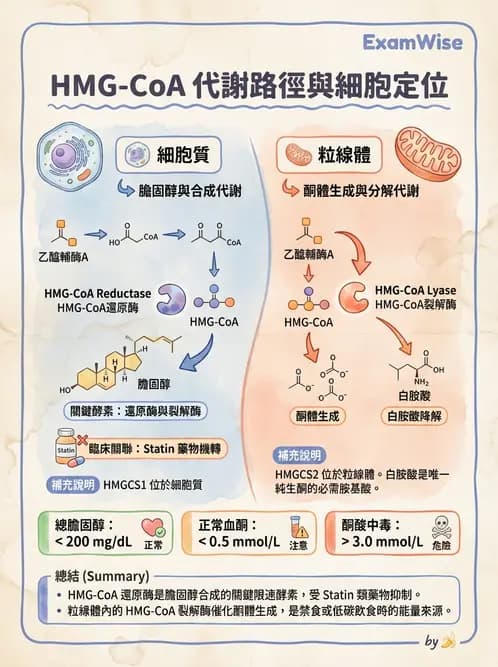 營養 - 蛋白質與胺基酸代謝 - AI 圖文解析預覽