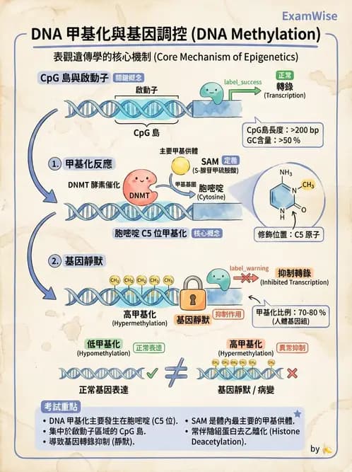 營養 - 核酸與基因表現 - AI 圖文解析預覽