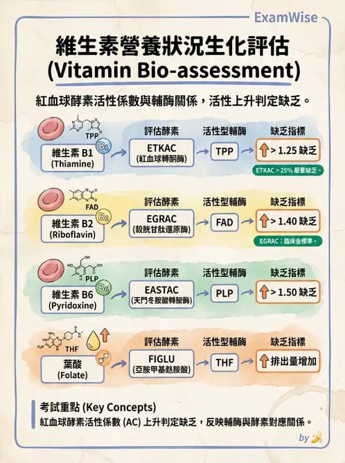 營養 - 能量代謝 - AI 圖文解析預覽