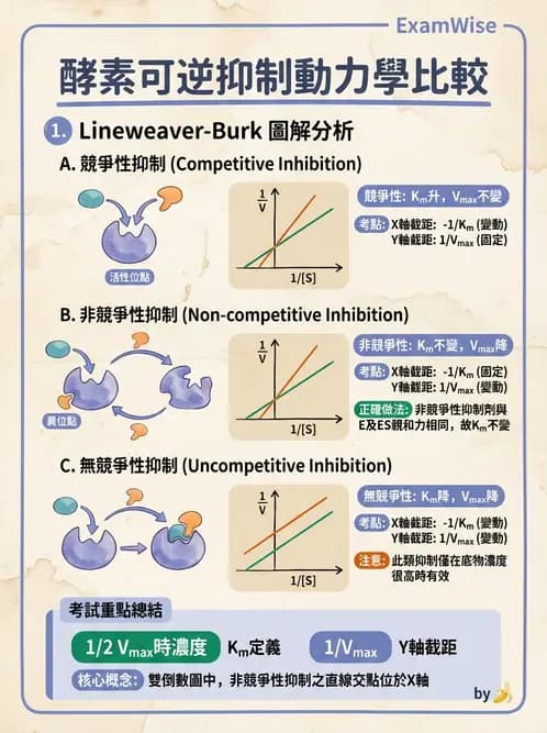 營養 - 酵素學基礎 - AI 圖文解析預覽