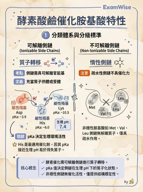 營養 - 酵素學基礎 - AI 圖文解析預覽