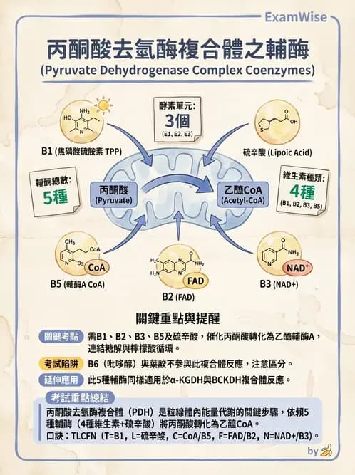 營養 - 能量代謝 - AI 圖文解析預覽