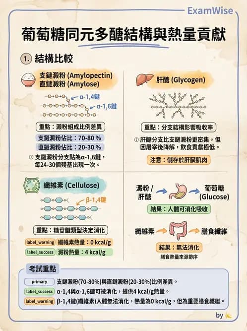 營養 - 醣類結構與膳食纖維 - AI 圖文解析預覽