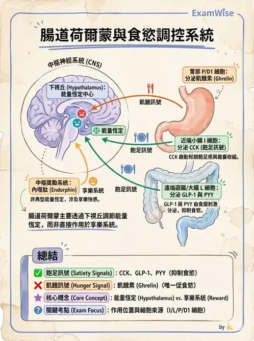 營養 - 能量平衡與食慾控制 - AI 圖文解析預覽