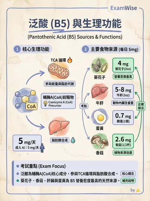 營養 - 維生素C與其他水溶性維生素 - AI 圖文解析預覽