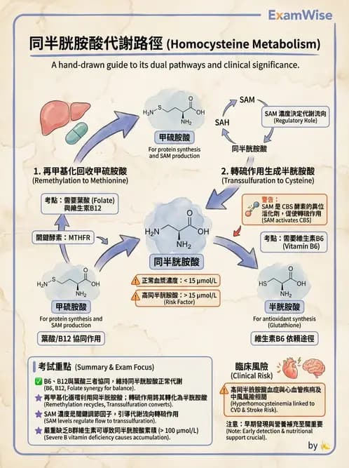 營養 - 單碳代謝與造血B群維生素 - AI 圖文解析預覽