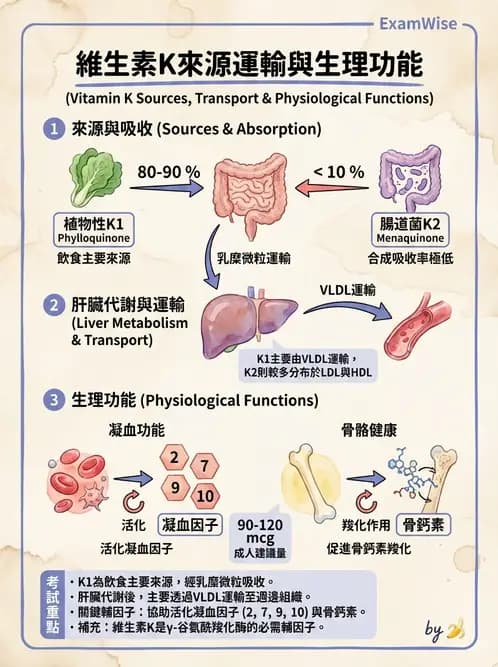 營養 - 維生素K - AI 圖文解析預覽