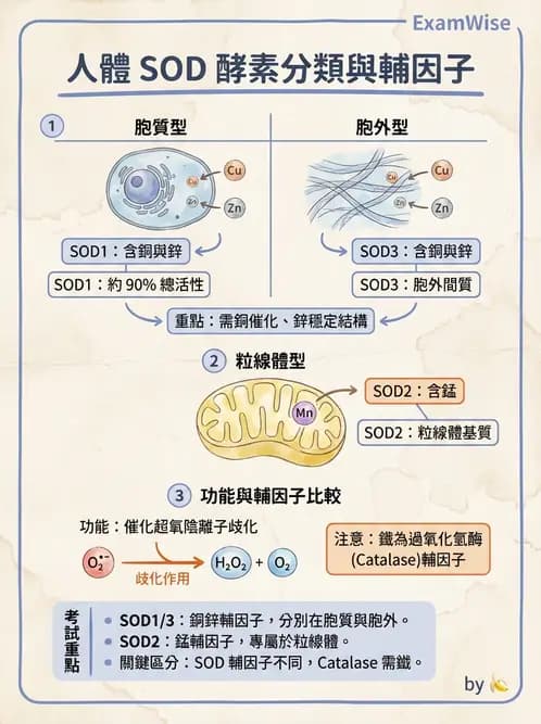 營養 - 鋅與銅營養 - AI 圖文解析預覽