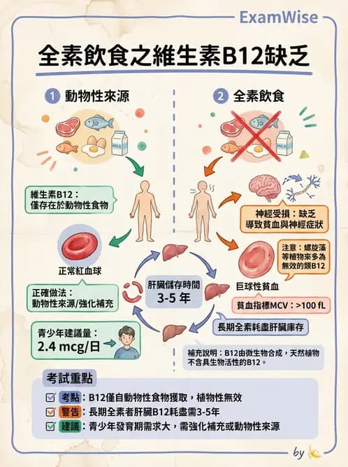 營養 - 兒童青少年與老年營養 - AI 圖文解析預覽